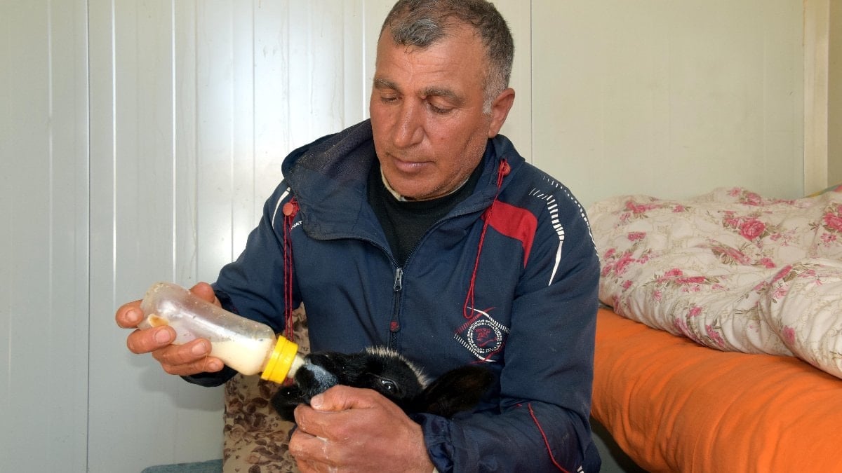 Van’da annesi ölen kuzuya bakıyor