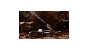 ‘Zehir Dosyaları: Yılan Isırığının Anatomisi’, 29 Mart Pazar 20.00’de National Geographic WILD Ekranlarında!