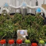 25 ilde narkotik operasyonu: 99 şüpheli tutuklandı