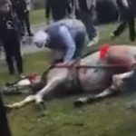 Adana’da atını sopa ve tekmeyle bayılttı