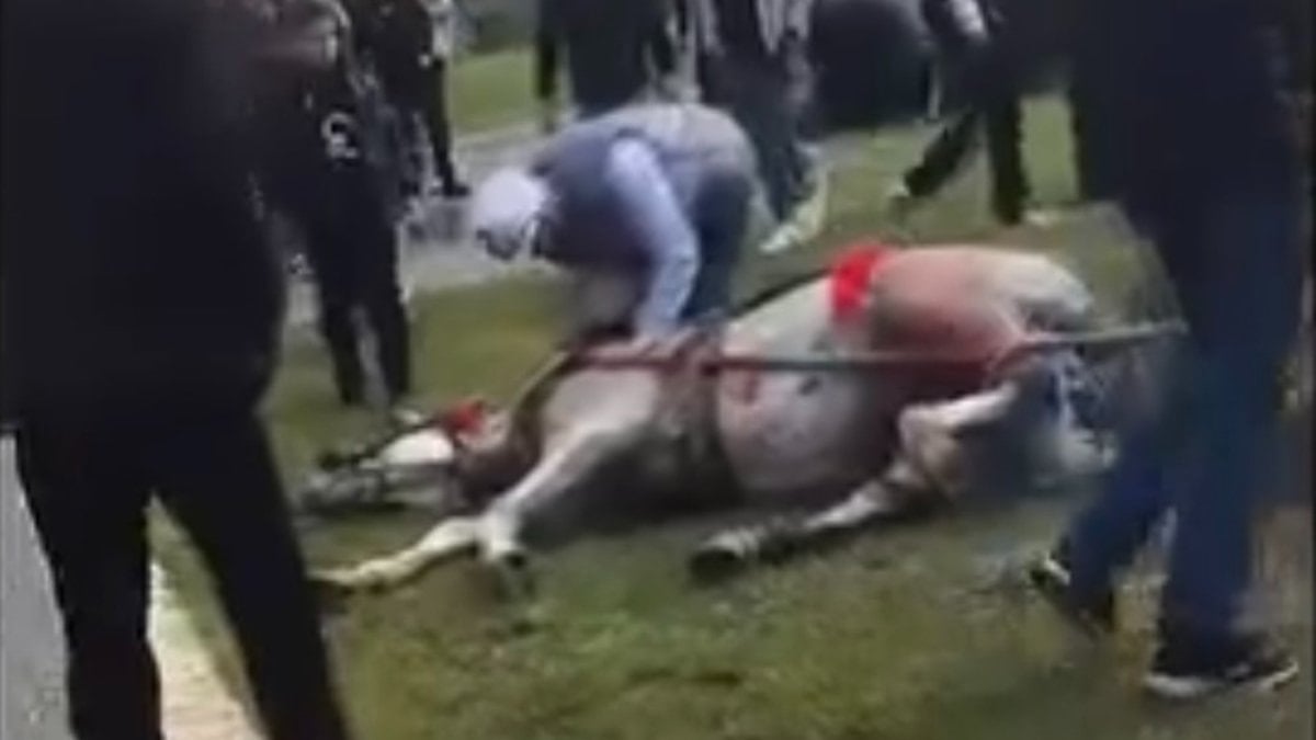 Adana’da atını sopa ve tekmeyle bayılttı