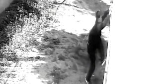 Adana’da balkon hırsızlığı kamerada: Dizüstü bilgisayarı alıp kaçtı