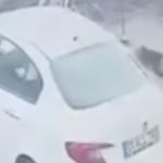 Adana’da sahipsiz köpekler bu kez kediye saldırdı: Öldü