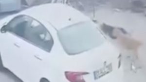 Adana’da sahipsiz köpekler bu kez kediye saldırdı: Öldü