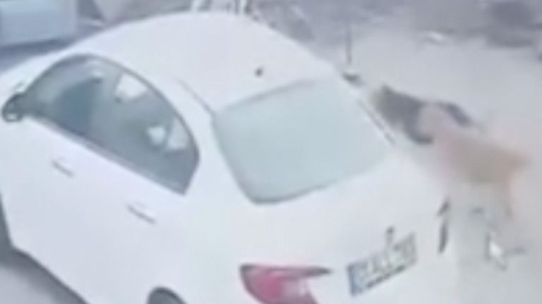 Adana’da sahipsiz köpekler bu kez kediye saldırdı: Öldü