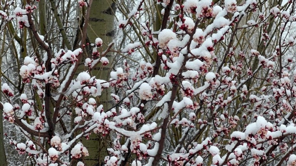 Afyonkarahisar ve Kütahya’da badem çiçekleri karla kaplandı