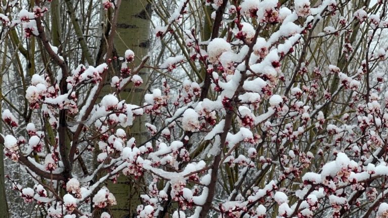 Afyonkarahisar ve Kütahya’da badem çiçekleri karla kaplandı