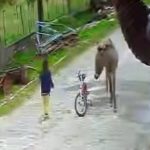 Afyonkarahisar’da evinin önünde oynarken eşeğin saldırısına uğrayan çocuk kamerada