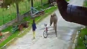 Afyonkarahisar’da evinin önünde oynarken eşeğin saldırısına uğrayan çocuk kamerada