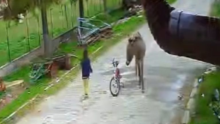 Afyonkarahisar’da evinin önünde oynarken eşeğin saldırısına uğrayan çocuk kamerada