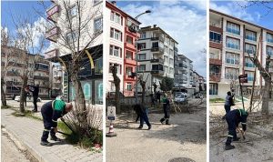 Ağaç Budama Çalışmaları Sürüyor