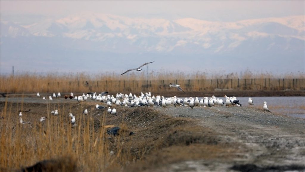 Ağrı Dağı eteklerinde bahar hareketliliği: Göçmen kuşlar sulak alanlara gelmeye başladı