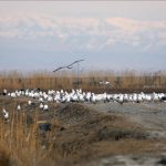 Ağrı Dağı eteklerinde bahar hareketliliği: Göçmen kuşlar sulak alanlara gelmeye başladı