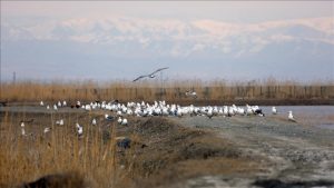 Ağrı Dağı eteklerinde bahar hareketliliği: Göçmen kuşlar sulak alanlara gelmeye başladı