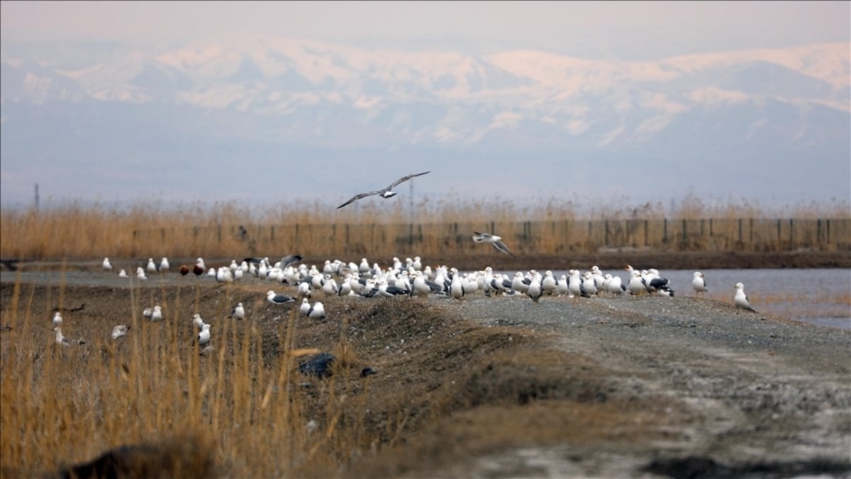 Ağrı Dağı eteklerinde bahar hareketliliği: Göçmen kuşlar sulak alanlara gelmeye başladı