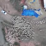 Ankara’da kuzuların anneleriyle buluşma anı kamerada