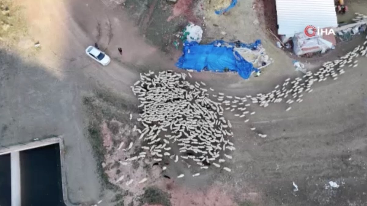 Ankara’da kuzuların anneleriyle buluşma anı kamerada