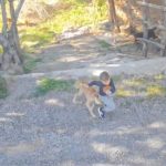 Antalya’da sahipsiz köpek dehşeti: 7 yaşındaki çocuk hastanelik oldu