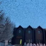 Ardahan’da gökyüzünü kargalar kapladı