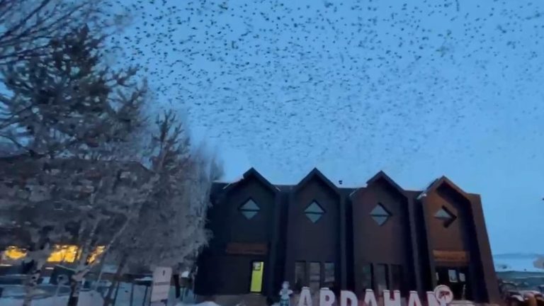 Ardahan’da gökyüzünü kargalar kapladı