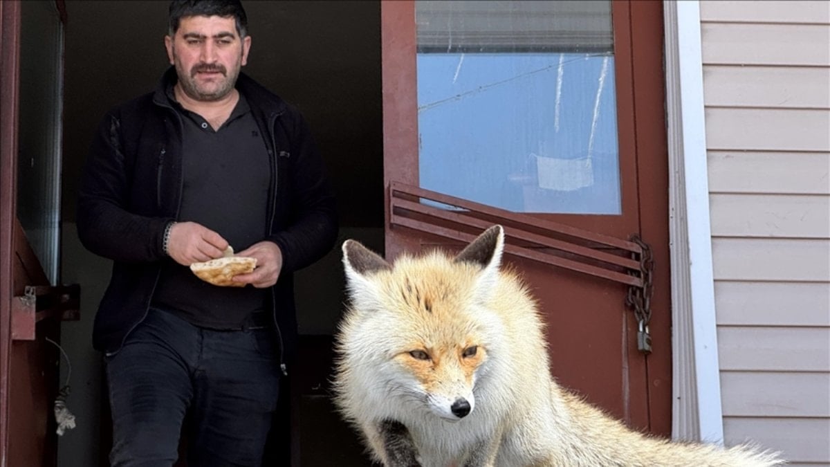 Ardahan’da karayolları ekiplerinden tilkilere şefkat