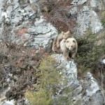 Artvin’de anne boz ayı ve yavrusu drone kamerasına yakalandı