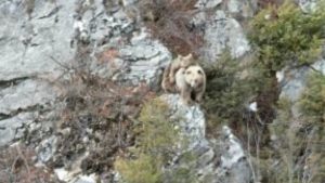 Artvin’de anne boz ayı ve yavrusu drone kamerasına yakalandı
