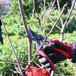 ATASEM’de uygulamalı ağaç budama eğitimi