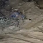 Aydın’da gece yarısı korku dolu anlar: Çaya düşen araçtaki sürücü kurtarıldı