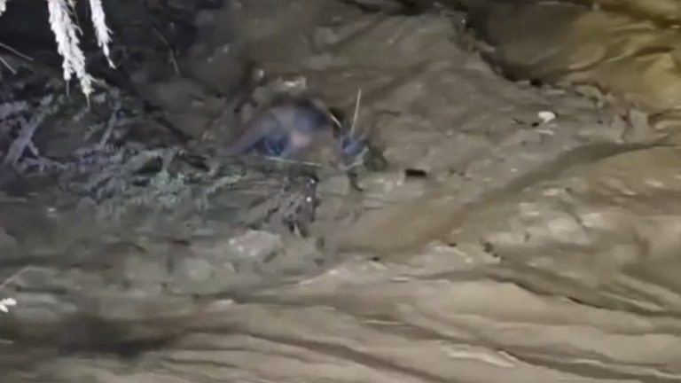 Aydın’da gece yarısı korku dolu anlar: Çaya düşen araçtaki sürücü kurtarıldı