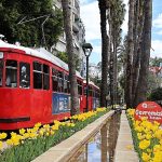 Baharın müjdecisi laleler Antalya sokaklarını renklendirdi