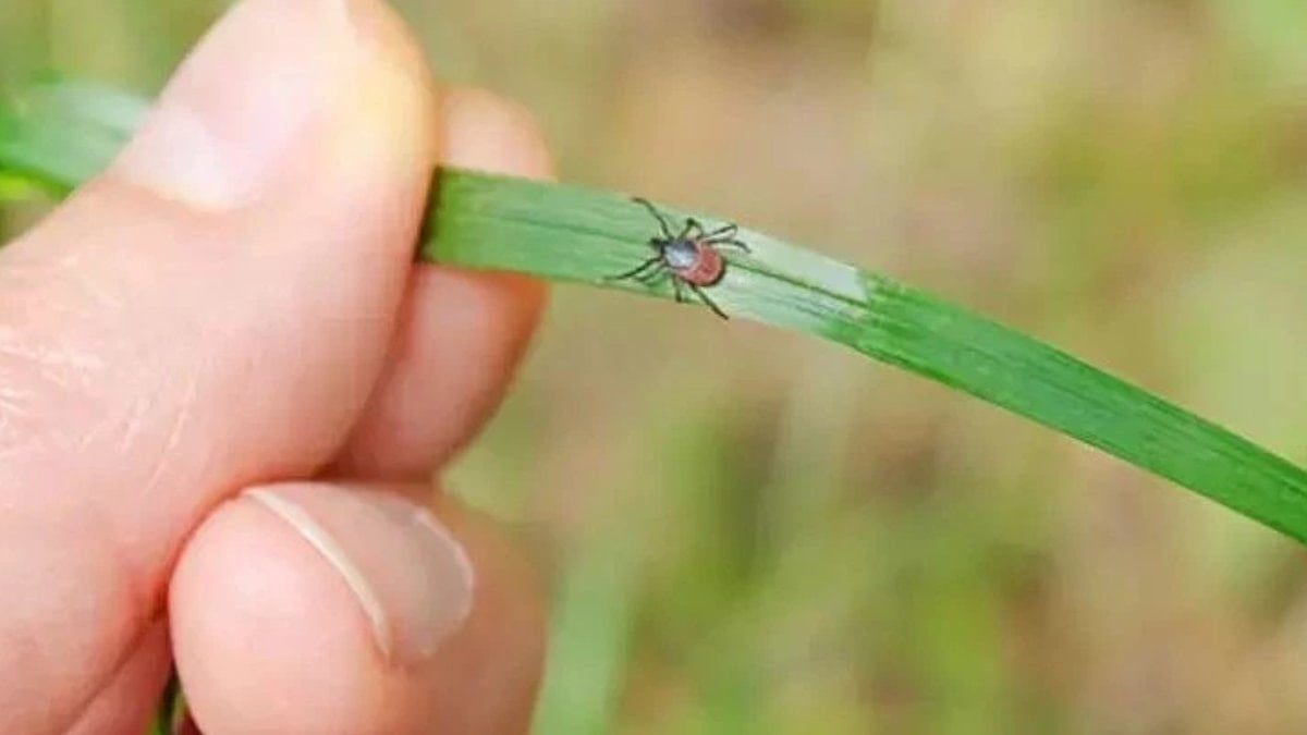 Bahçesi olanlar dikkat: Mart ayında bunu yapan yaz boyu kene görmüyor