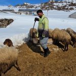 Bitlis Süphan Dağı’nın eteklerinde zorlu şartlarda hayvancılık