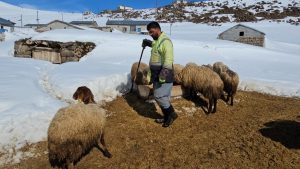Bitlis Süphan Dağı’nın eteklerinde zorlu şartlarda hayvancılık