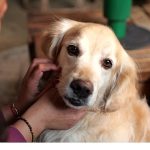 Boehringer Ingelheim’dan Küresel Araştırma