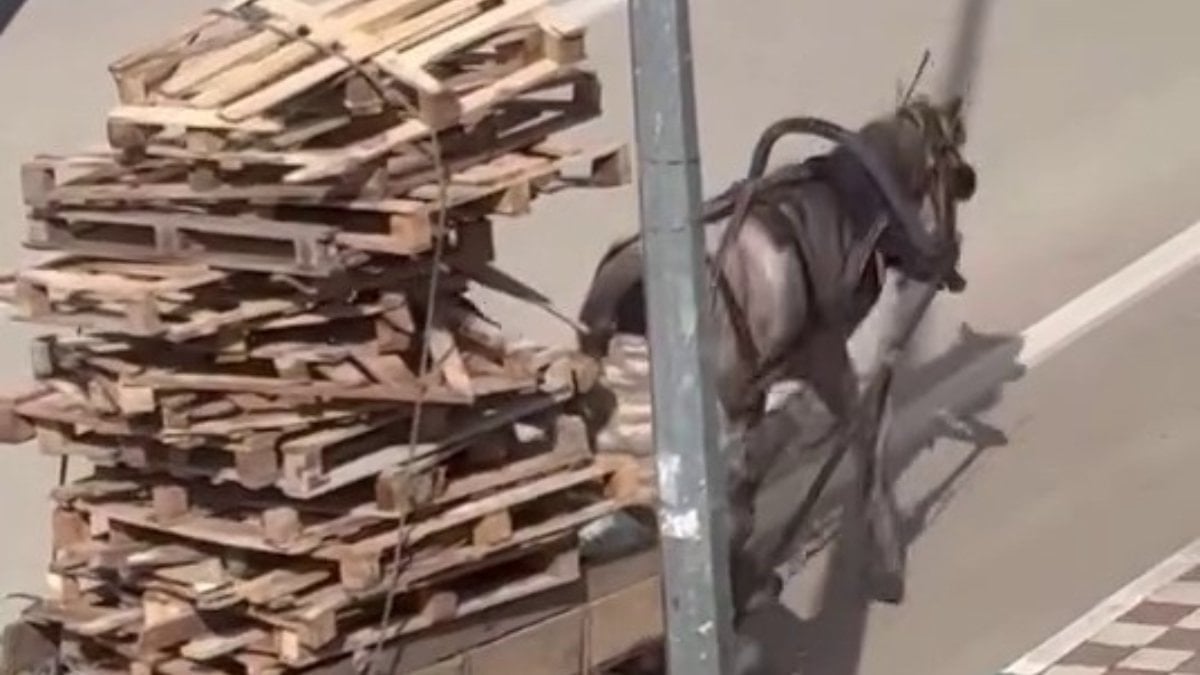 Bursa’da at arabasına üst üste bindirilen paletler tepki çekti