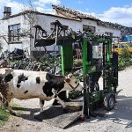 Büyükşehir’den Gündoğmuşlu üreticilere tırnak bakım desteği