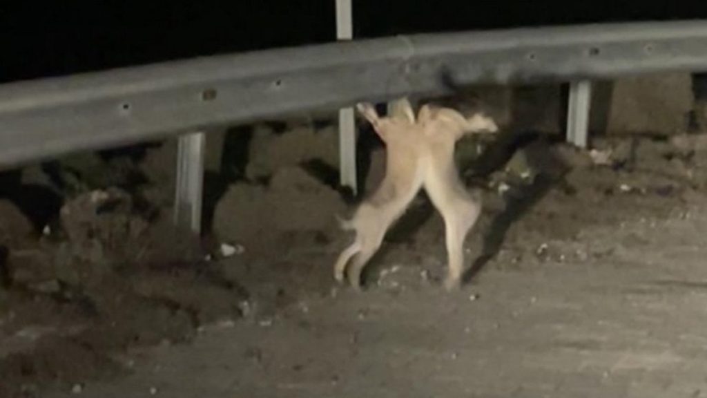 Çanakkale’de tavşanlar, yol kenarında kavga etti