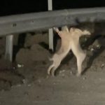 Çanakkale’de tavşanlar, yol kenarında kavga etti