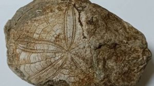 Denizli’de 100 milyon yıllık deniz yıldızı fosili bulundu