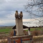 Denizli’de ağaçta görülen maymunlardan biri yakalandı