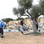 Didim Belediyesi, Didim’e Çıkan Yolları Daha Da Güzelleştiriyor