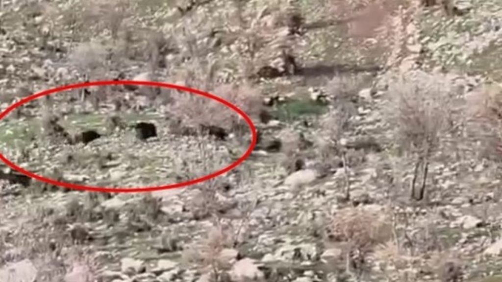 Diyarbakır’da koyun sürüsüne domuz saldırısı