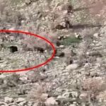 Diyarbakır’da koyun sürüsüne domuz saldırısı