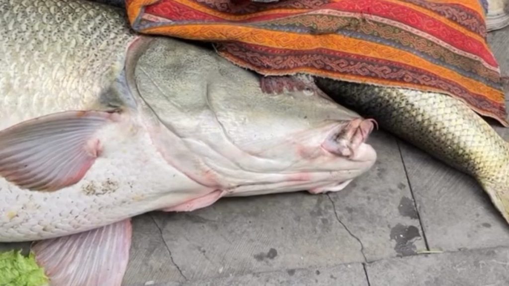 Elazığ’da 82 kiloluk dev turna için Kurban Bayramı’nı aratmayan pazarlık