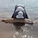 Elazığ’da amatör balıkçılardan dev av: 65 kiloluk turna