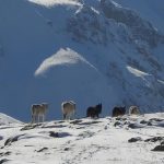 Erzincan Munzur Dağları’nda yılkı atları