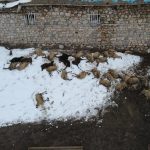 Erzincan’da 80 koyun telef oldu