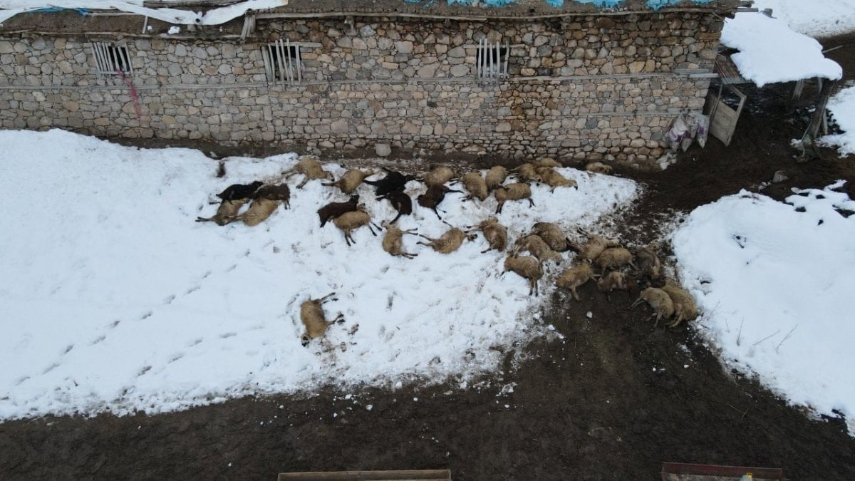 Erzincan’da 80 koyun telef oldu