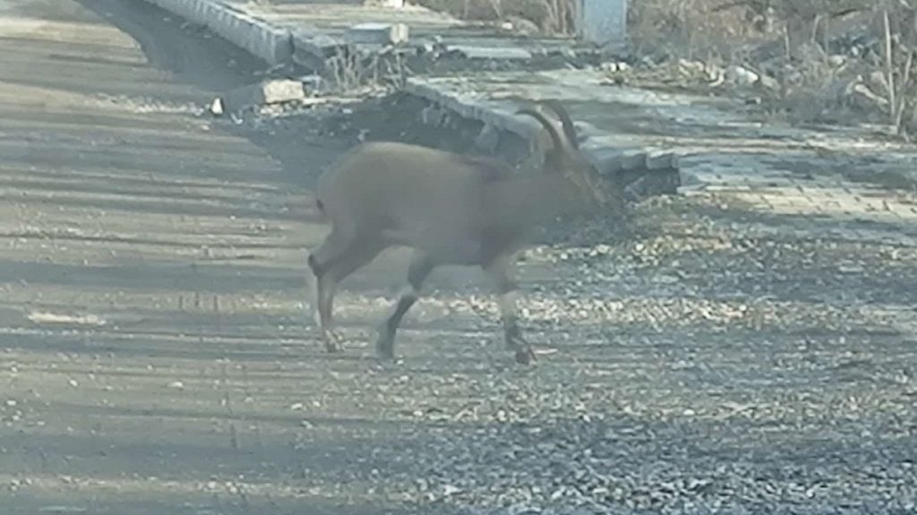 Erzurum’da dağ keçisi ilçe merkezine indi